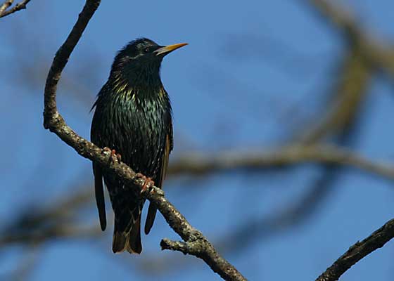 European Starline