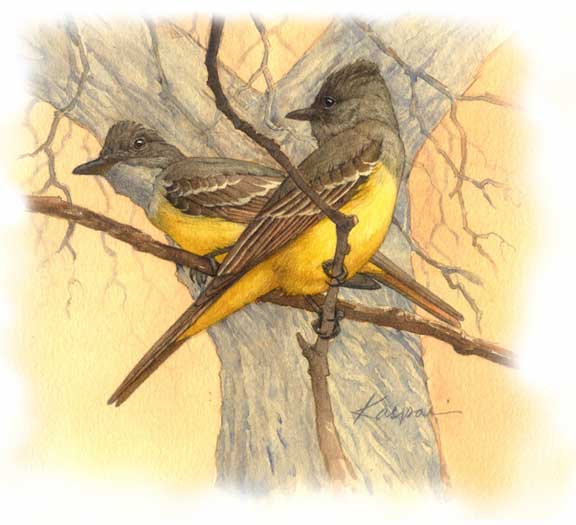 Debby Kaspari: Great Crested Flycatcher