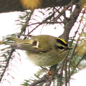 Golden-crowned Kinglet