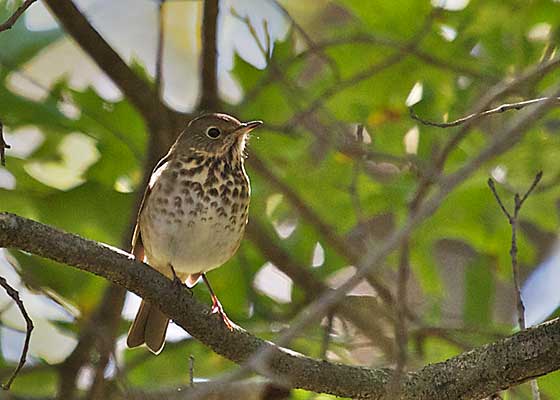 Gray-cheeked Thrush