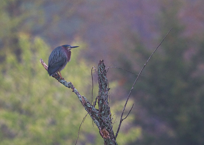 Green Heron