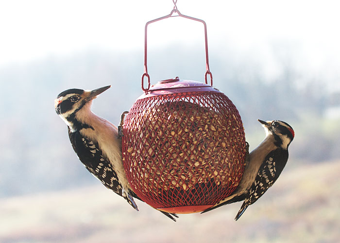 Hairy and Downy Woodpeckers