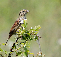 Henslow's Sparrow