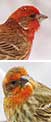 Male house finches