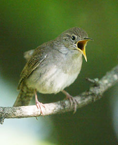 House Wren