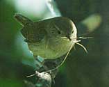 Female House Wren