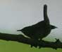 House Wren silhouette