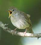 House Wren sings
