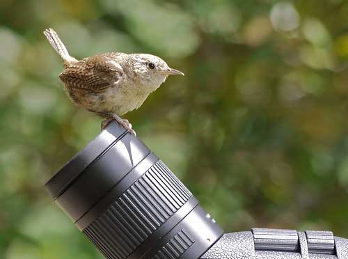 House Wren & Leica Scope