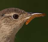 Mealworms