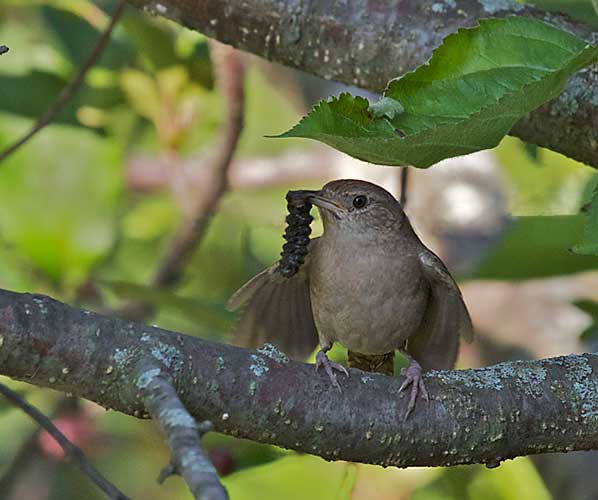 House Wren