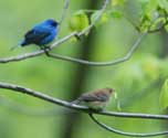 Indigo Buntings, male & female