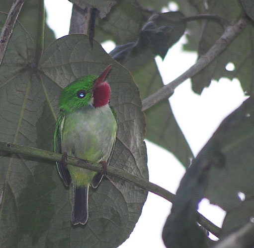 Jamaican Tody