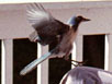 Scrub Jay on knee