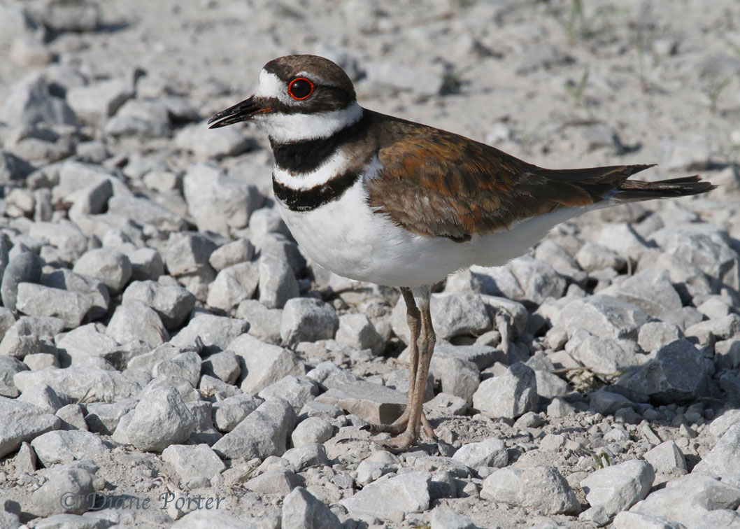 Killdeer