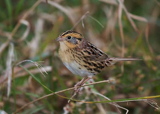 Le Conte's Sparrow