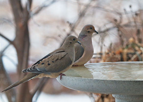 Mourning Doves