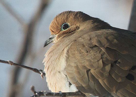 Mourning Dove
