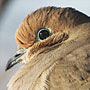 Mourning Dove