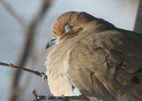Mourning Dove