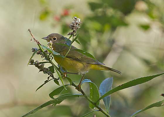 Nashville Warbler