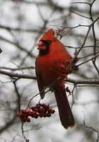Northern Cardinal