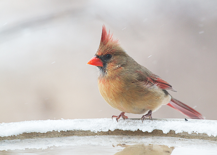 Northern Cardinal