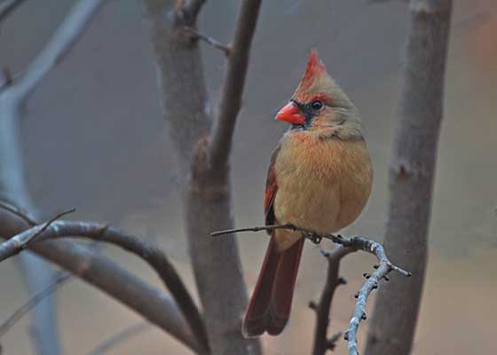 House Sparrow
