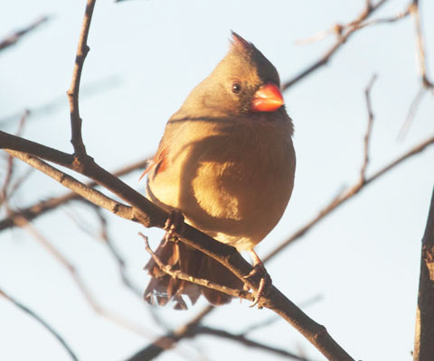 Cardinal with ratty tail
