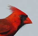 Beak