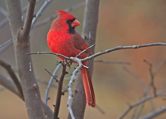 Northern Cardinal