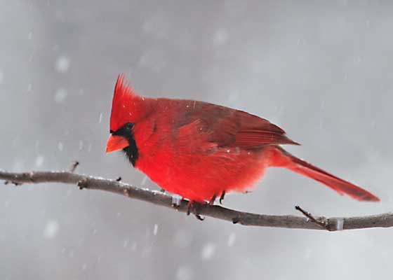 Male Cardinal