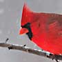 Cardinal in Falling Snow