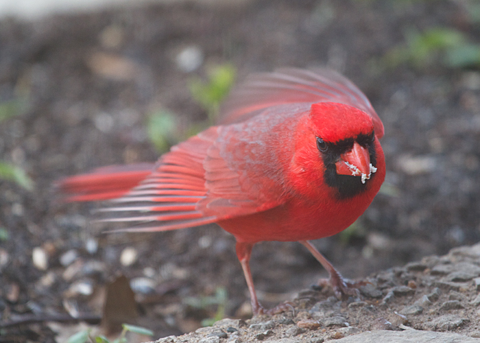 Mean Cardinal