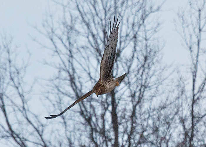 Northern Harrier