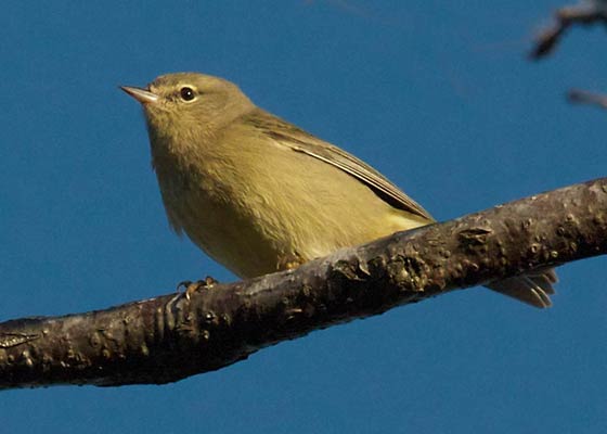 Orange-crowned Warbler