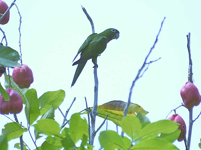 Olive-throated Parakeet