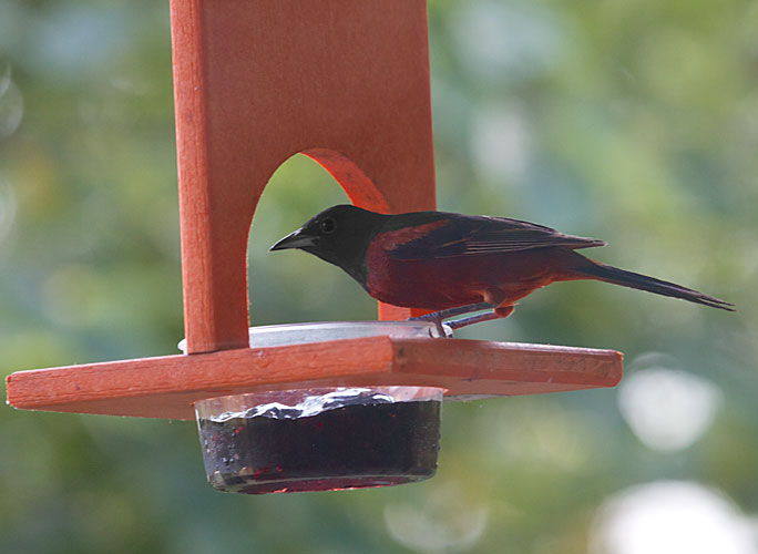 Orchard Oriole