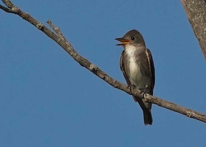 Olive-sided Flycatcher