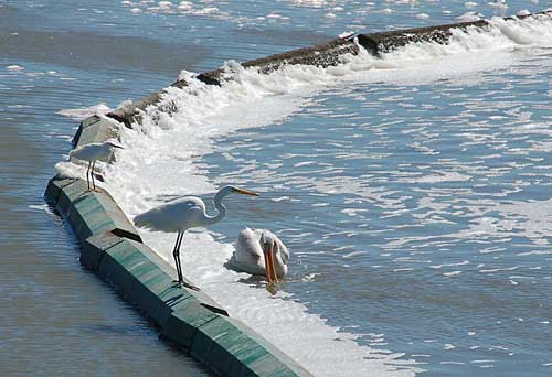 Pelican and Egrets