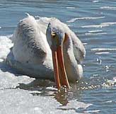 Copyright Rudy Reinbacher 2007
