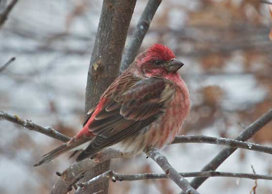 Male Purple Finch