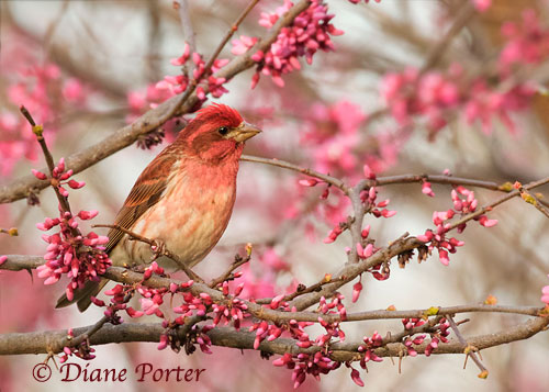 Purple Finch