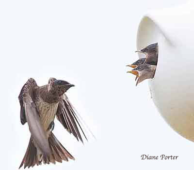 Purple Martins
