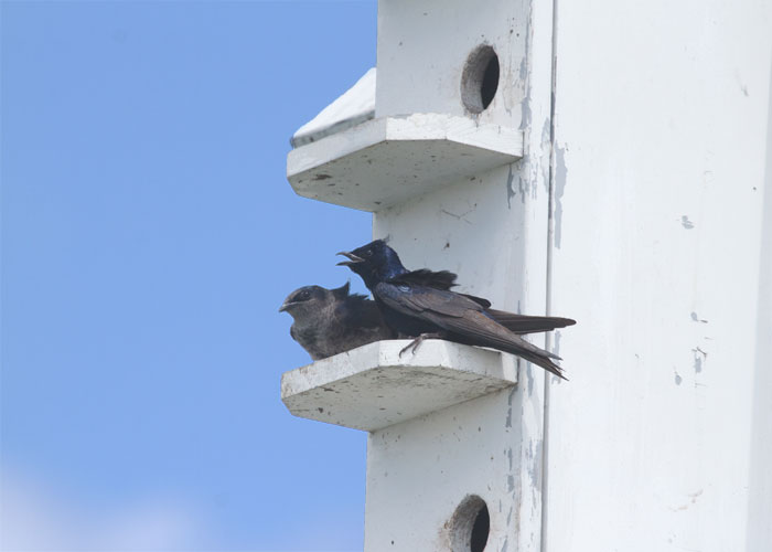 Purple Martins