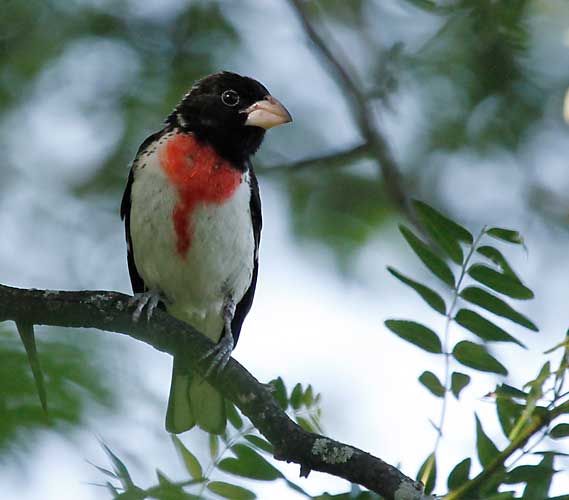 Rose-breasted Grosbeak