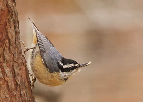 Red-breasted Nuthatch