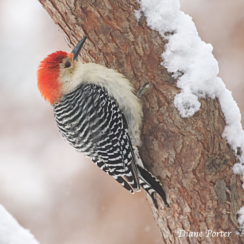 Red-bellied Woodpecker