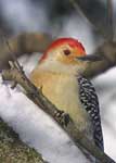 Red-bellied Woodpecker