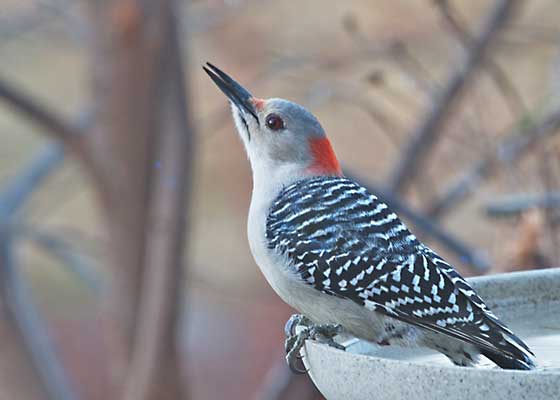 Red-bellied Woodpecker